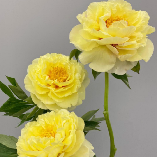 落日珊瑚芍药鲜花进口重瓣鲜切花沙拉节日送朋友婚礼现货上海鲜花 - 图0