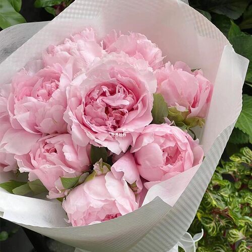 牡丹鲜花重瓣牡丹鲜切花洛阳山东芍药鲜花速递新国色天香基地直发 - 图2