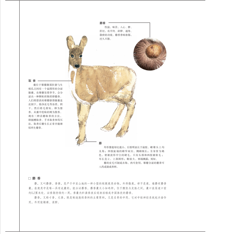 正版《香典》中国古代天然香料与香文化通鉴香文化佛文化古典文化中国文化中国古籍品香器香方香事古代香料制香调香指南书-图1