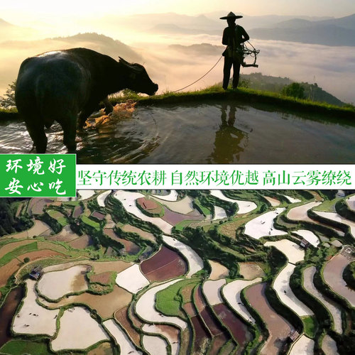糙米2026年新米胚芽保留米皮五谷杂粮贵州高山梯田发芽专用大米 - 图2