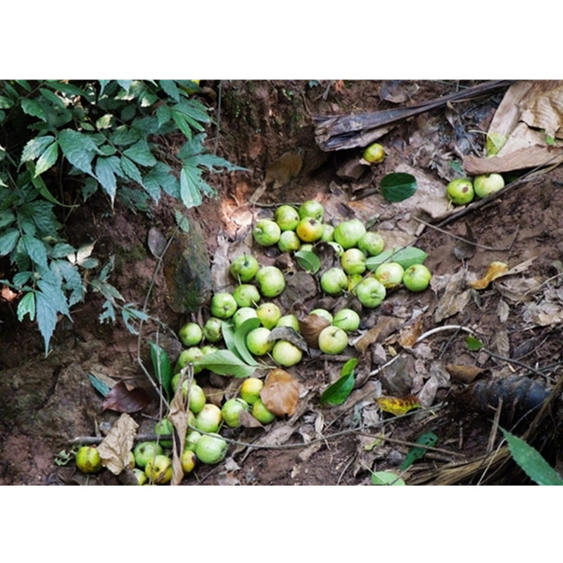 天堂漓江广西桂林野生天然泡茶山楂干煮茶山楂片无添加中药材-图2