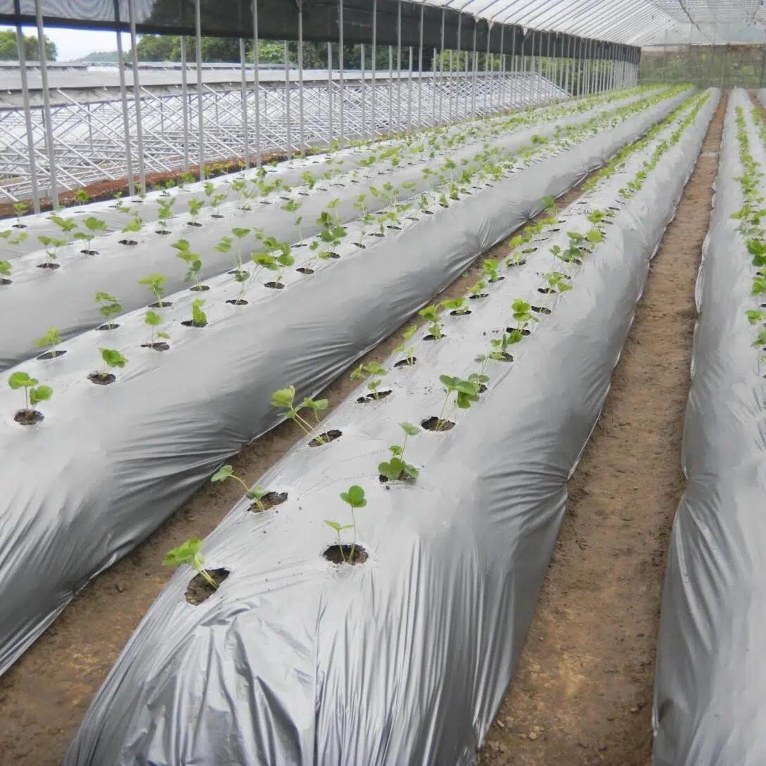 银黑地膜双色地膜反光膜除草防虫加厚塑料银黑膜黑白地膜双面地膜 - 图3