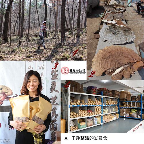 野生树舌灵芝大个块青芝250g正品灵芝片粉长白山平盖灵芝整枝 - 图2