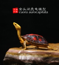 Golden Head Closed Shell Tortoise Model Simulation Trick of Pet Toy Turtle with Pet Toy Turtle