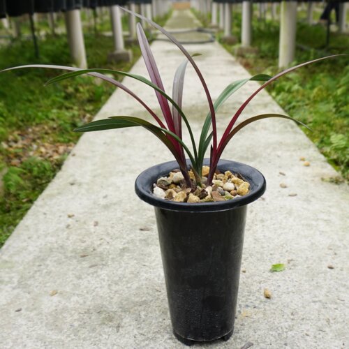 四季建兰花红草红荷团购名贵当年开花带盆素花白花浓香绿植盆栽 - 图0