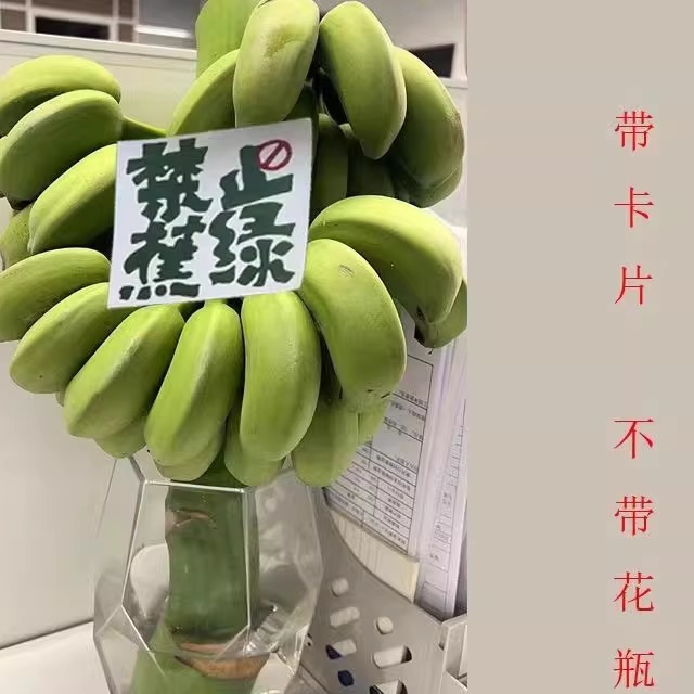 （禁止蕉绿）一串带杆芭蕉花为公室水培香蕉插花绿植观赏可食用 - 图2