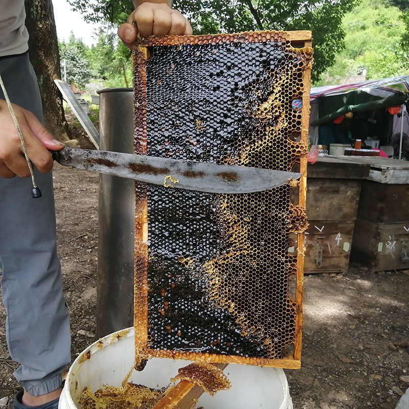 整张带框蜂巢蜜农家自产野生蜂蜜蜂巢素嚼着吃蜂窝蜜脾6斤左右