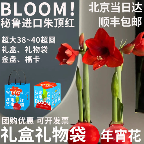 【顺丰特快】半夏森林进口朱顶红蜡球超级植物母亲节鲜花礼物 - 图2
