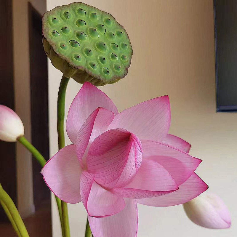 半夏森林夏季荷花鲜切枝超级植物七夕情人节礼物室内家用绿植