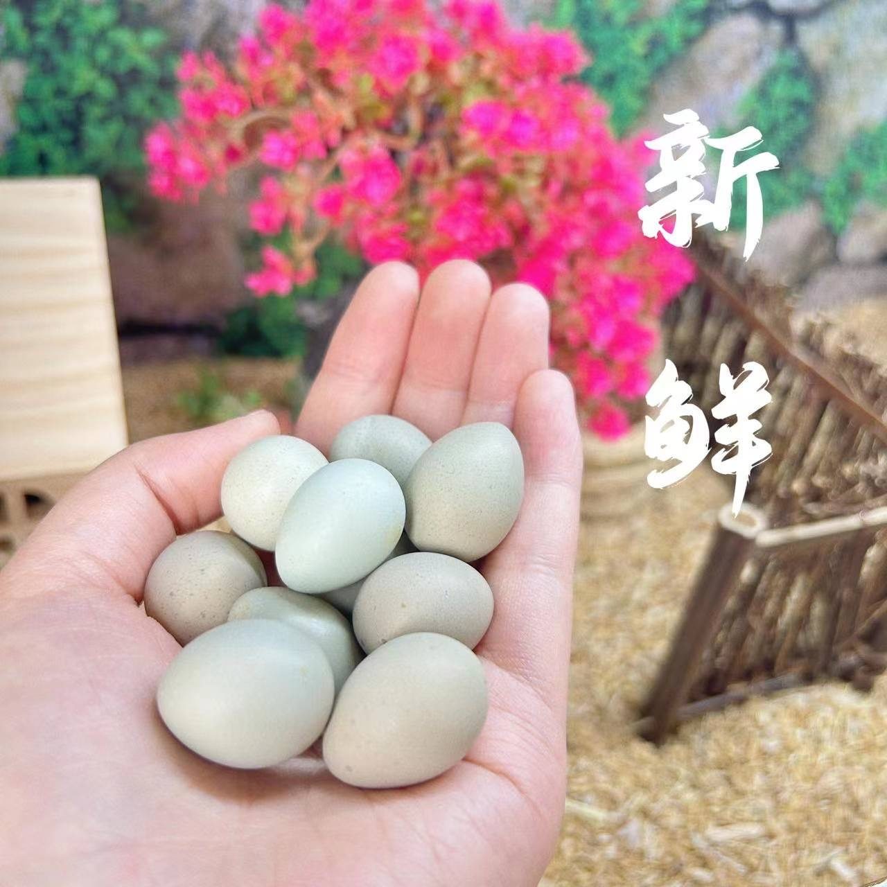 芦丁鸡受精可孵化蛋网红迷你宠物鸡蛋纯白礼服德系卢丁鸡蛋受精卵,淘宝优惠券,粉丝福利购,淘宝优惠卷