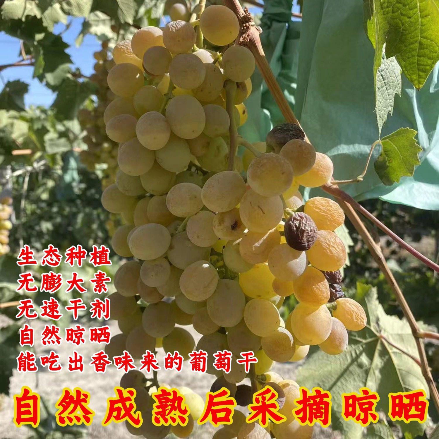 新疆古法种植有耔葡萄干口感香甜果香浓郁无促干剂自然风干葡萄干,淘宝优惠券,粉丝福利购,淘宝优惠卷