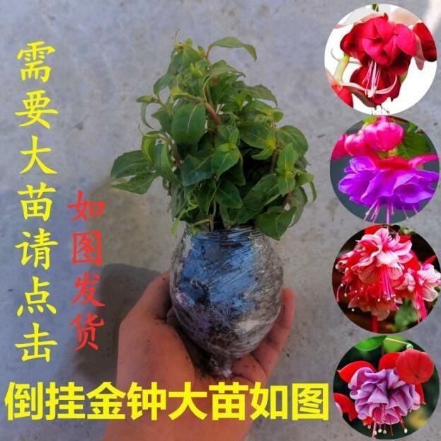 倒挂金钟盆栽重瓣灯笼花小苗吊钟花海棠花宝莲灯阳台花卉四季开花 - 图0