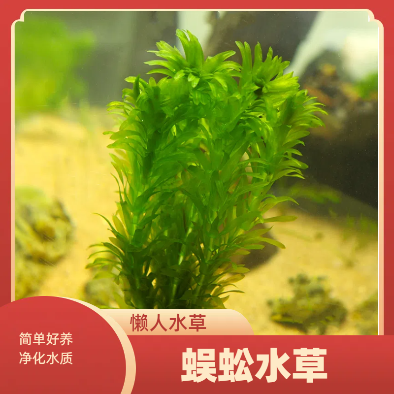 净水植物蜈蚣草绿菊淡水养龟鱼缸造景水草金鱼藻懒人小宝塔浮萍