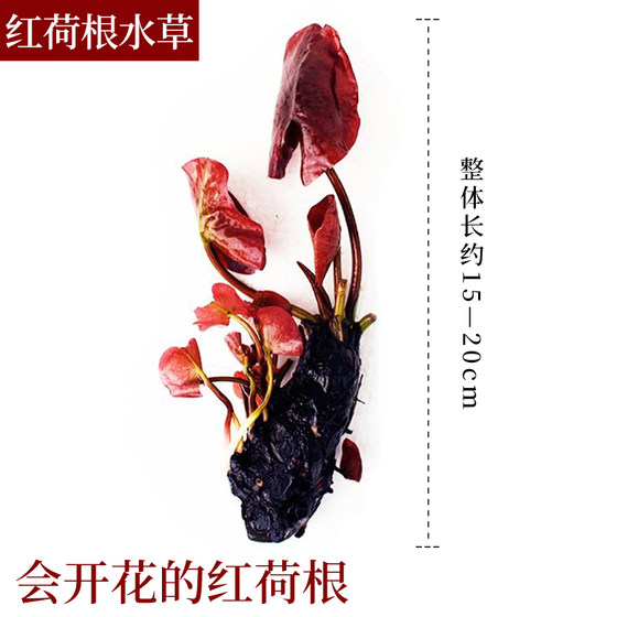 Aquatic plants, red water lily plant in the background of the fish tank