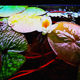 Aquatic plants, red water lily plant in the background of the fish tank