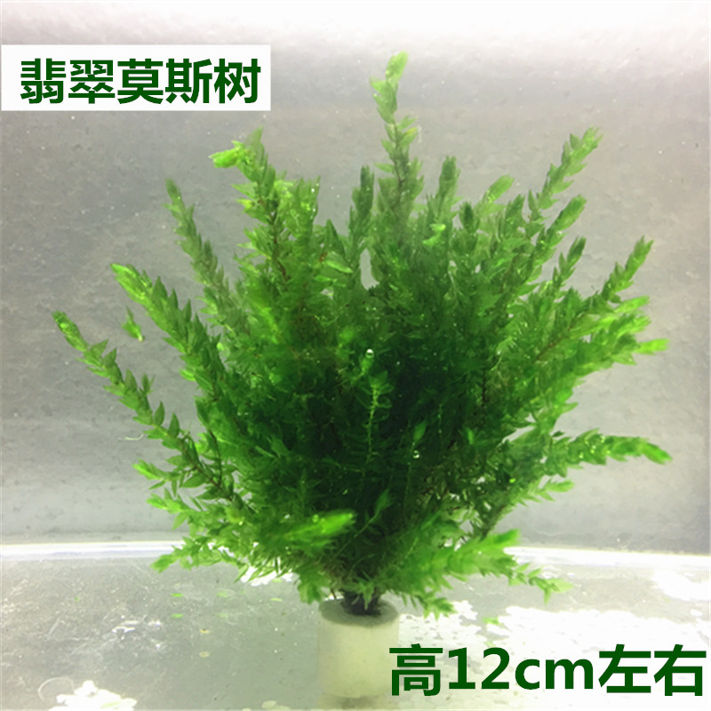 鱼缸虾造景真水草活体淡水植物沉木莫斯树莫丝翡翠莫斯树懒人净水 - 图1