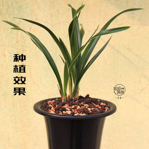 兰花蝴蝶兰自配土颗粒混土多肉十二卷类营养土花土已过筛颗粒土 - 图1