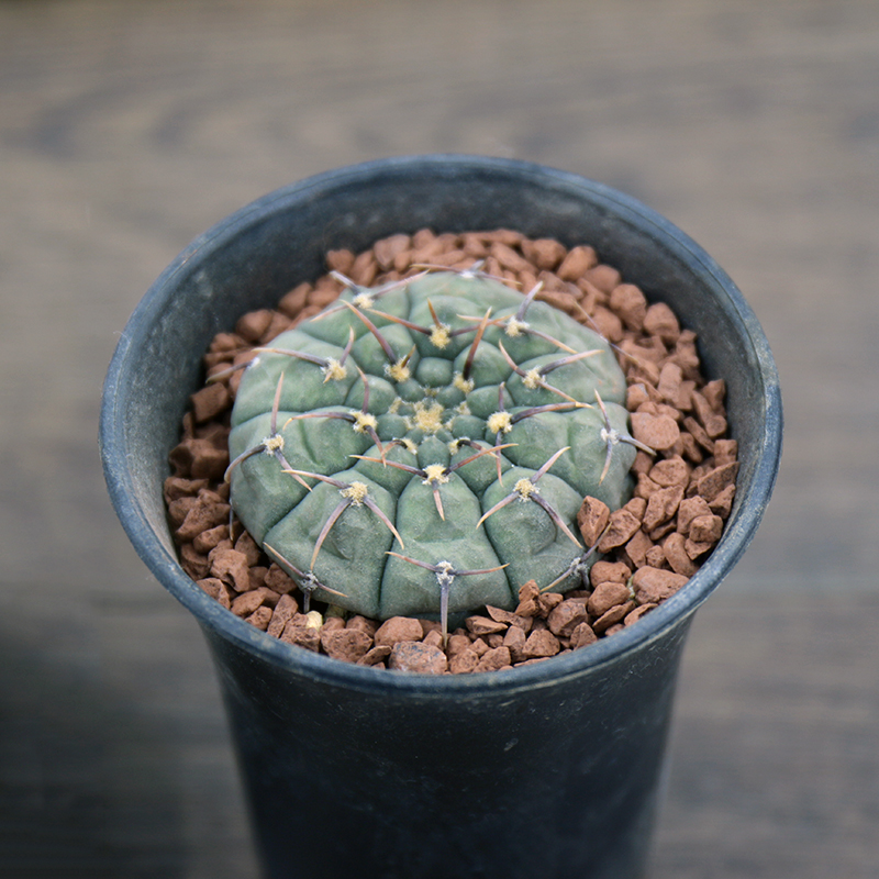 高品风化石风化土铺面种植多肉兰花盆景透气疏松营养介土质颗粒土 - 图1