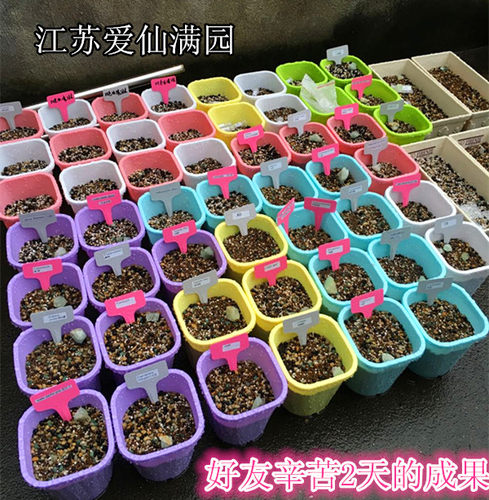 特惠醡浆草 酢浆草盆 深盆实惠球根月季苗网纹草多肉植物块根植物 - 图0