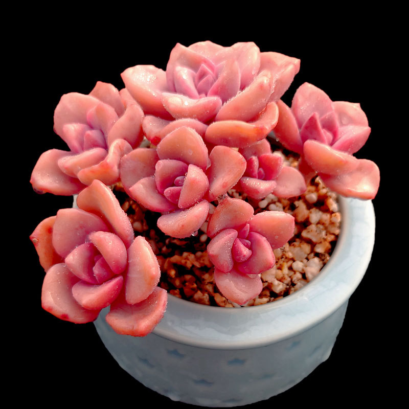 【一物一拍】彩虹糖粉色系群生多肉植物新手阳台盆栽绿植满28包邮,淘宝优惠券,粉丝福利购,淘宝优惠卷