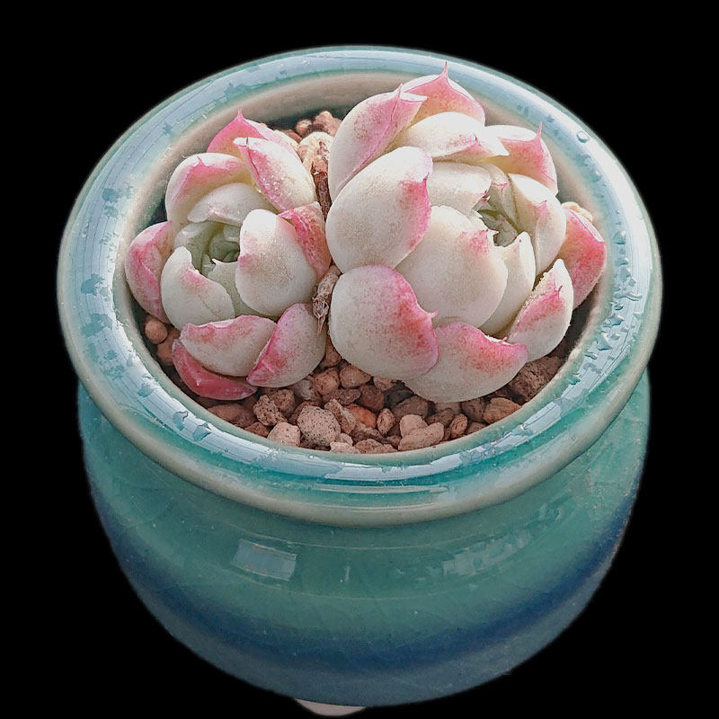 【一物一拍】沁心 蔷薇月影小包子果冻色多肉植物办公室满28包邮,淘宝优惠券,粉丝福利购,淘宝优惠卷