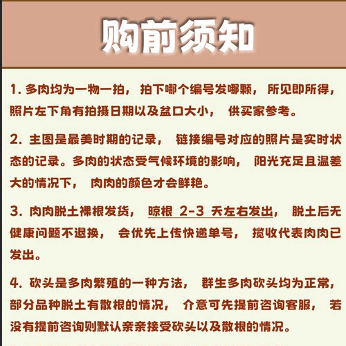 【一物一拍】朱砂痣月影系血斑多肉植物新手阳台盆栽绿植满28包邮-图1