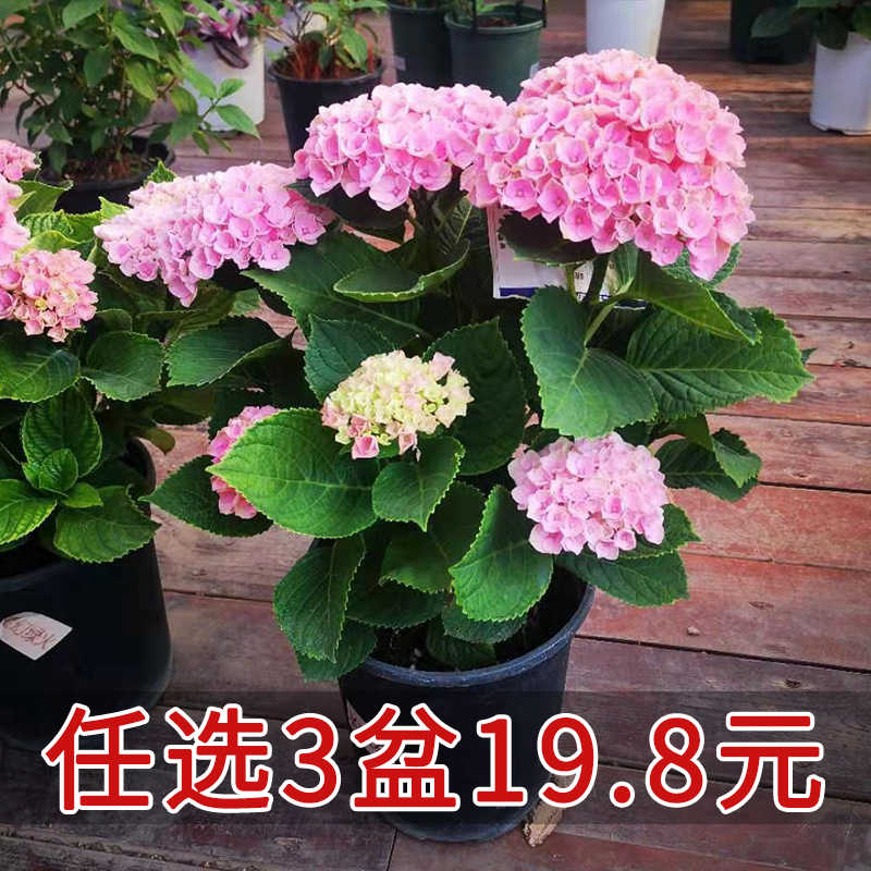 绣球花盆栽植物 新人首单立减十元 21年8月 淘宝海外