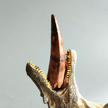 Tooth Fossil Thorn tooth fossil (large veterinary foot type tooth length 6 3 cm) Collection grade specimen