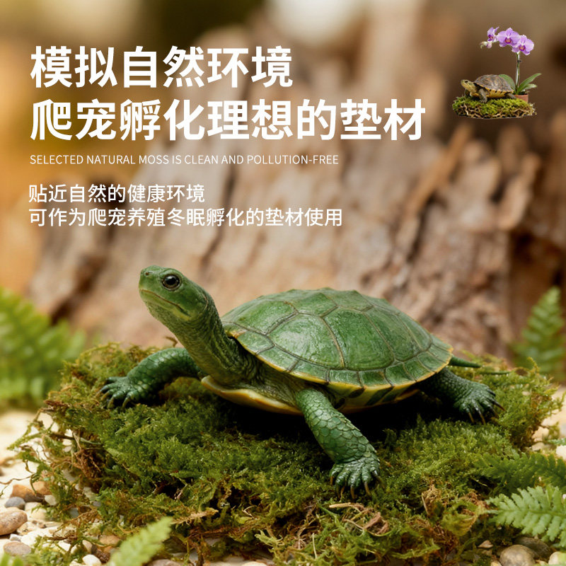干苔藓蝴蝶兰水苔兰花专用植料爬宠乌龟冬眠青苔石斛铺面保湿透气,淘宝优惠券,粉丝福利购,淘宝优惠卷