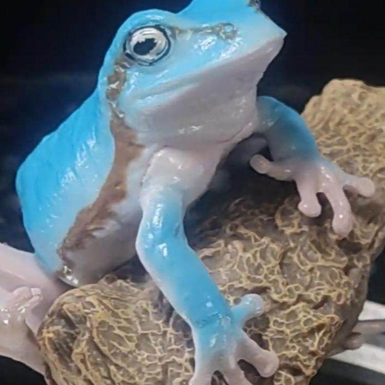 现货万代日本正版 生物大图鉴 树蛙 牛奶树蛙 青蛙 指环 手办扭蛋,淘宝优惠券,粉丝福利购,淘宝优惠卷