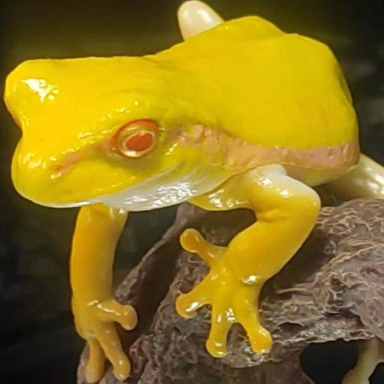 现货万代日本正版 生物大图鉴 树蛙 牛奶树蛙 青蛙 指环 手办扭蛋,淘宝优惠券,粉丝福利购,淘宝优惠卷