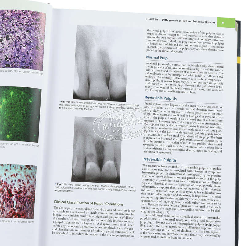 现货 牙髓学 第6版 英文原版 Endodontics Mahmoud Torabinejad Ashraf Fouad Shahrkh Shabahang【中商原版】Elsevier - 图2