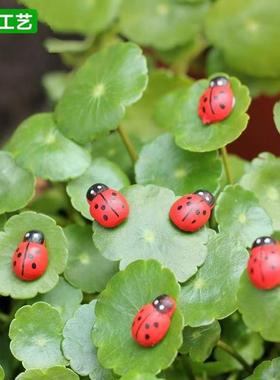 微缩瓢虫迷你小七星瓢虫甲壳虫