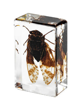 千年虫树脂滴胶昆虫博物馆甲虫蝎子动物琥珀标本品礼品手工