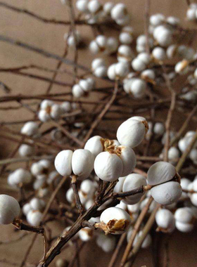 长河乌桕果干花果实观赏价值高