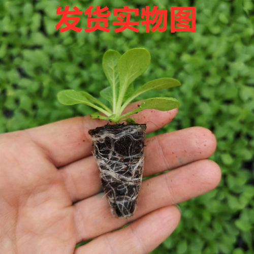 重瓣矮牵牛花苗泛美进口花期长四季好养易活易爆盆阳台庭院花卉 - 图0