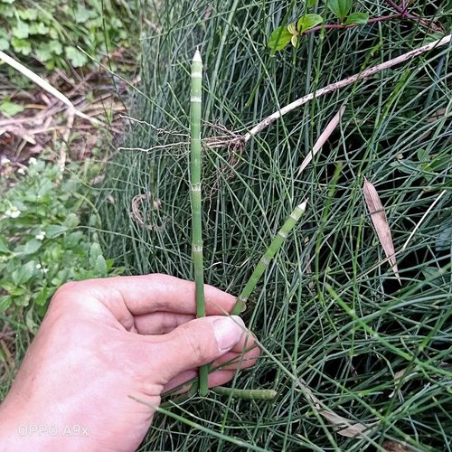 野生新鲜节节草500g包邮木贼草祛火茶锁眉草笔杆中草药现采 - 图1