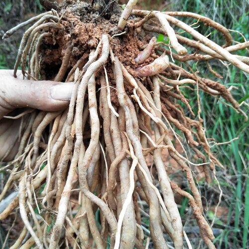 野生中草药正宗多须公新鲜华泽兰500g广东土牛膝生大泽兰六月雪根 - 图0
