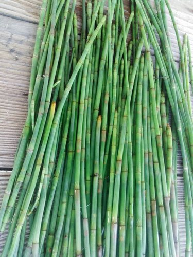 野生新鲜节节草500g包邮木贼草祛火茶锁眉草笔杆中草药现采 - 图2