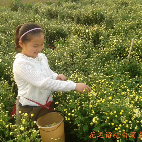 桐乡产新花正宗杭白菊花朵推荐实惠散装冲泡菊花茶胎菊50g杭菊花 - 图1