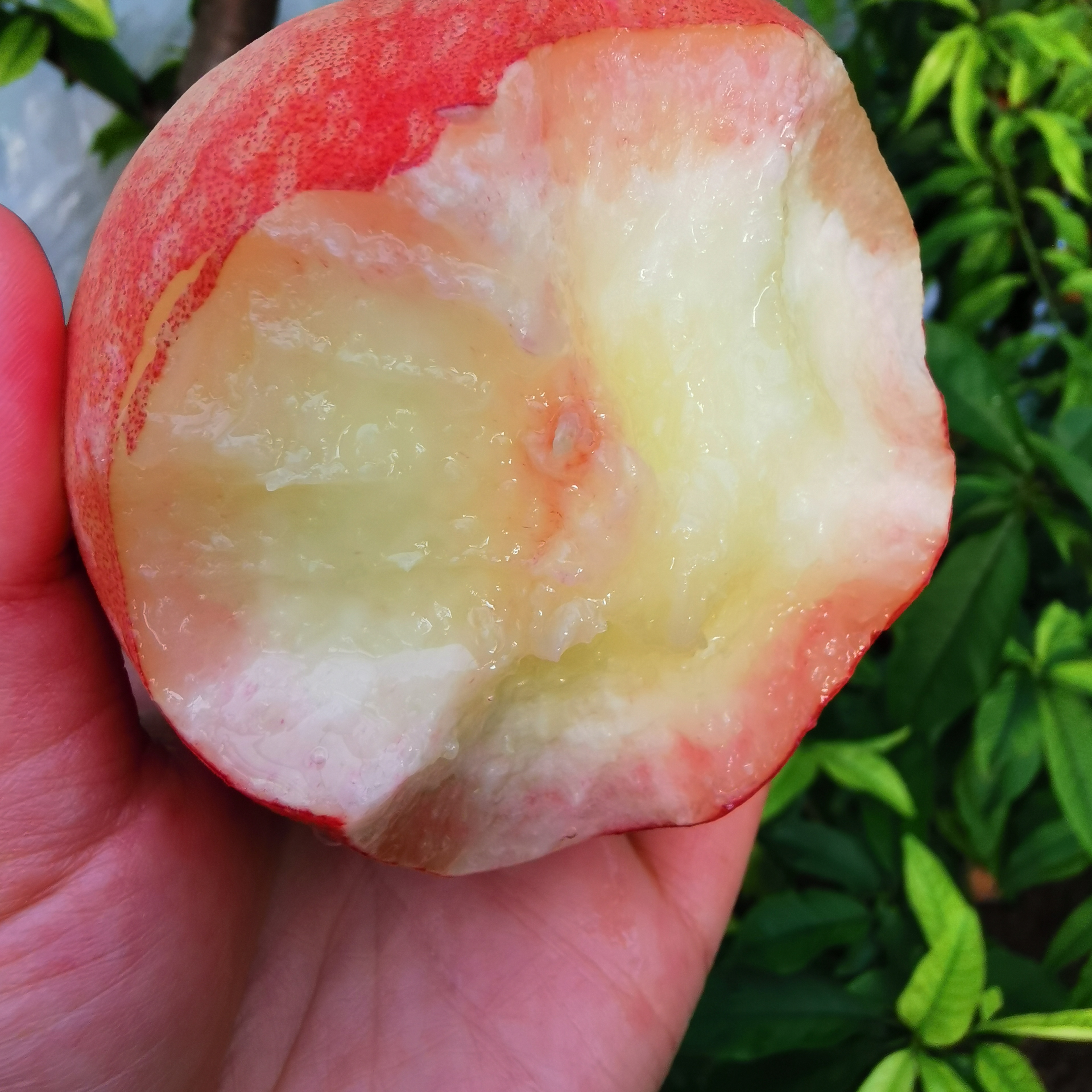 沙河人家生态园【现摘现货水蜜桃】水蜜桃3斤装现摘现发新鲜毛桃水蜜桃现货0