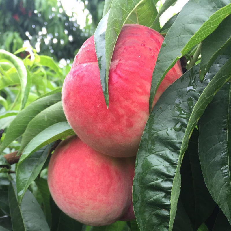 沙河人家生态园【现摘现货水蜜桃】水蜜桃3斤装现摘现发新鲜毛桃水蜜桃现货2