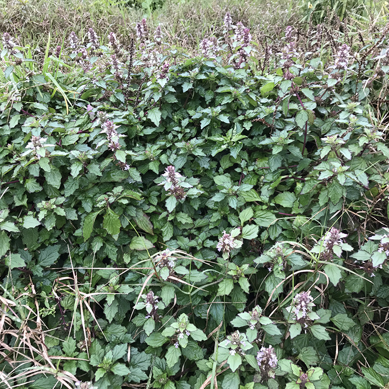 苦地胆散血草龙胆草风轮菜白毛夏枯草中草药新鲜现采现发500g包邮
