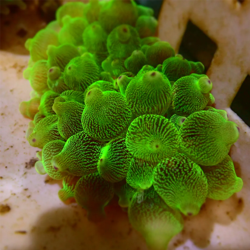 奶嘴海葵海缸水族软体LPS珊瑚海葵好养小丑鱼共生伴侣雪花樱花葵-图1