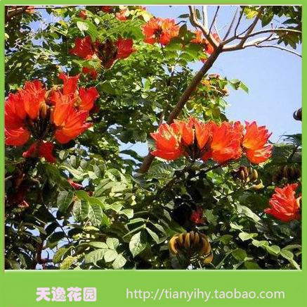 广州苗木采购全指南：从苗木基地选苗到绿化工程落地