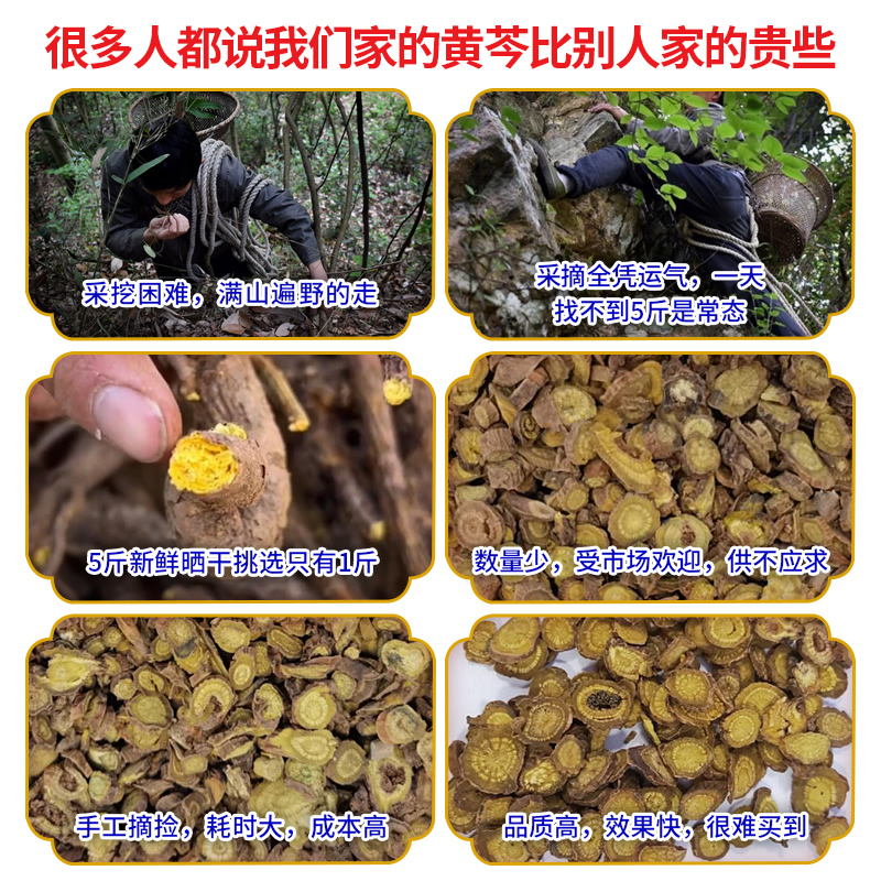 老周家深山纯野生黄芩500g材粉根片黄琴枯芩茶龙胆草栀子-图2