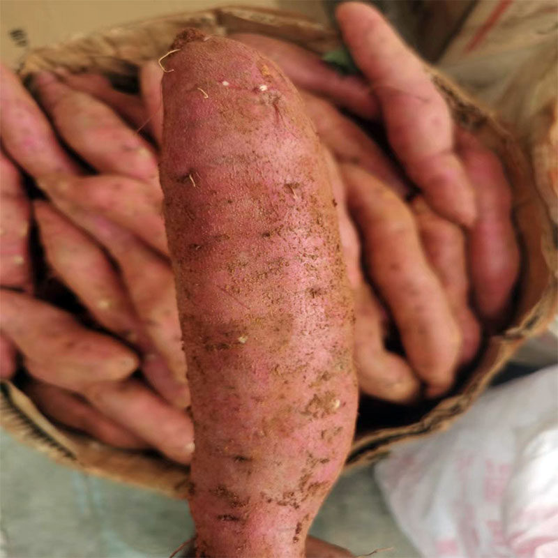 云南建水西瓜红手指小红薯软糯香甜当季现挖现发红心红薯新鲜红皮