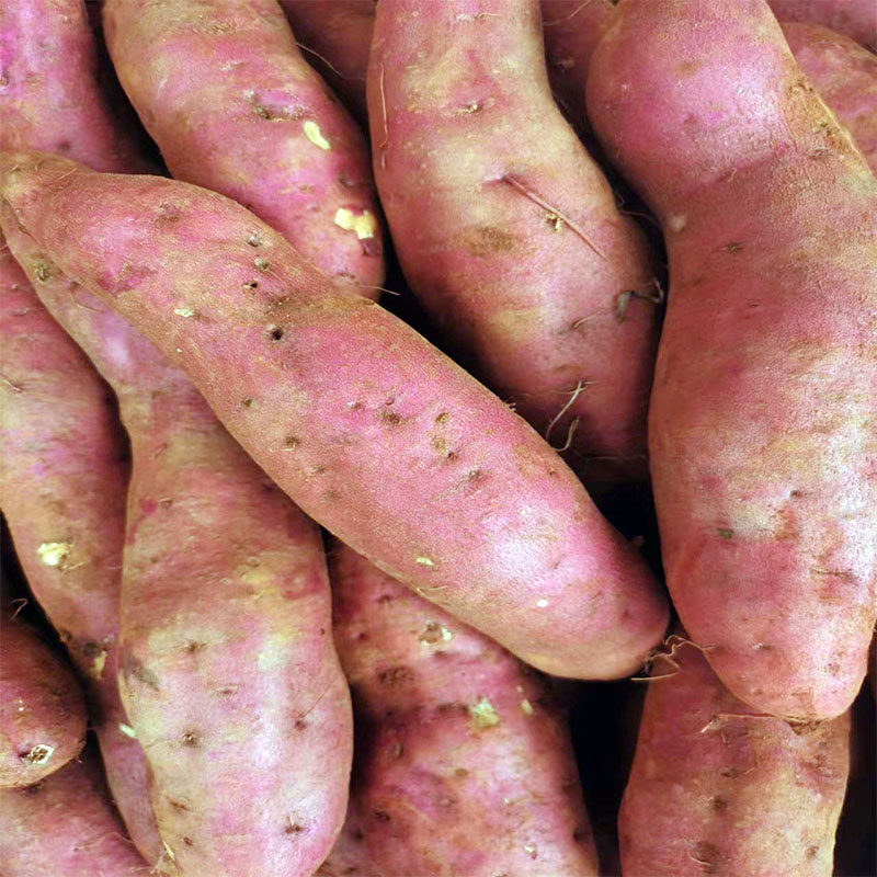 云南建水西瓜红手指小红薯软糯香甜当季现挖现发红心红薯新鲜红皮