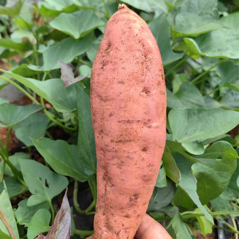 云南建水西瓜红手指小红薯软糯香甜当季现挖现发红心红薯新鲜红皮