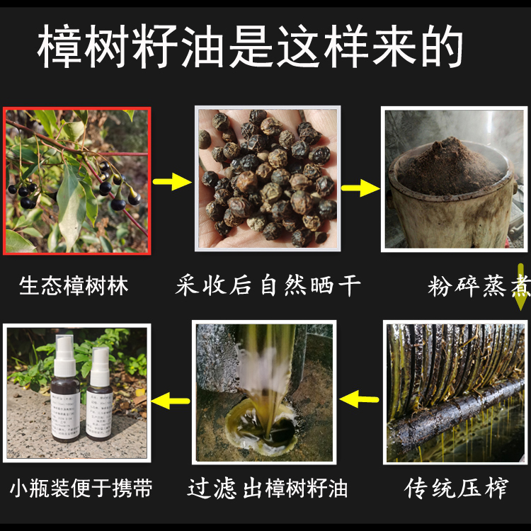 天然樟树籽油樟木油防蛀驱蚊虫虻止痒祛异味清香绘油画用香樟脑油 - 图2